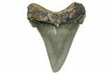 Serrated Angustidens Tooth - Megalodon Ancestor #302052-1